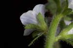 Common gypsyweed